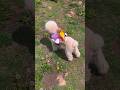The parrot used the dog as a free ride.Funny family pets #birds #parrot #parrots #dog #shorts #pets