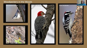 Darby Creek Watershed 101: Birds of the Darby Creek Watershed
