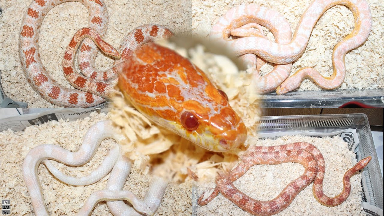 うちのコーンスネークたち Youtube