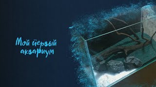 Запуск аквариума на 60 литров. Мой первый скейп. /Launch of a 60-litre aquarium. My first skape.