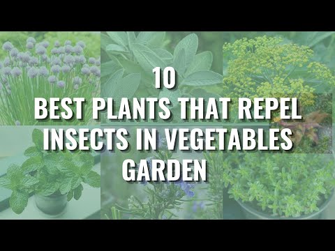 Vidéo: Companion Planting With Potatoes - Que planter avec des pommes de terre pour éloigner les insectes