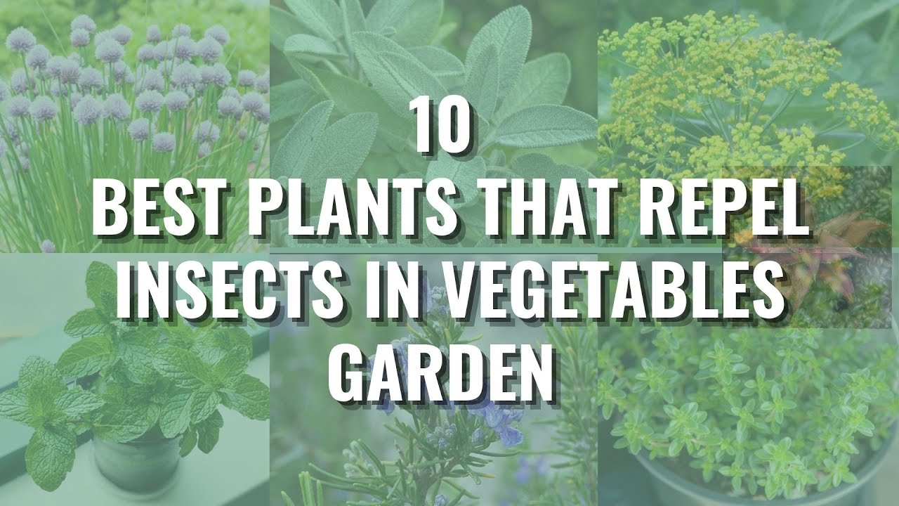 10 Best Plants That Repel Insects In Vegetables Garden & Uses For