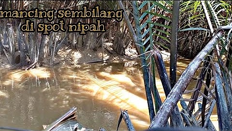 Mancing Sembilang Di Spot Nipah
