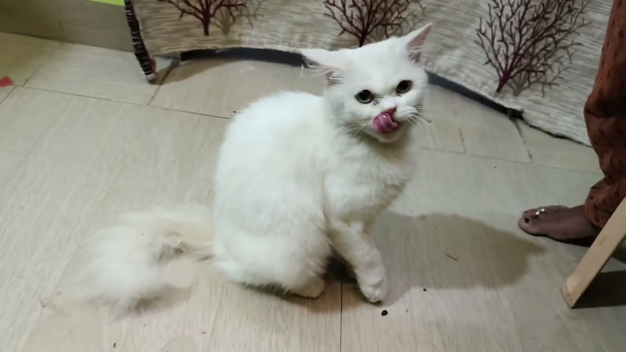 Forever' in our hearts💕 we always miss u moiza🥹u were not a pet but a daughter to us😺