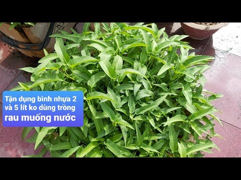 Video Tận dụng bình nhựa 2 lít và 5 lít trồng rau muống nước... - youtube