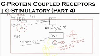 Receptors And Intracellular Signaling | G-Stimulatory (Lecture 4) | Pharmacology Lecture screenshot 2