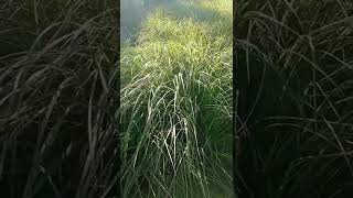 The pulsating dance of grass