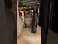 新入り子猫がやって来た！ #かわいい #保護猫
