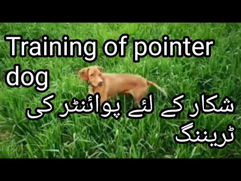 Basic#Training of #Pointer#Dog