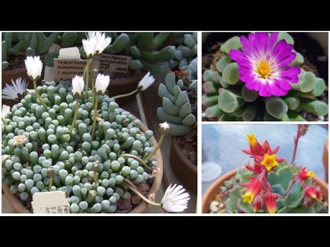 Video: Piante succulente blu: scopri i diversi tipi di piante grasse blu