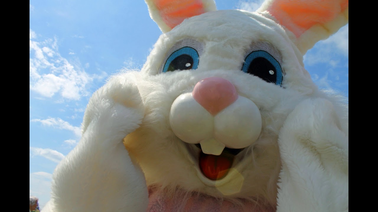 13 Vrai ou faux Les dents du lapin, caries et 13 Vrai ou faux Les dents du lapin, caries et