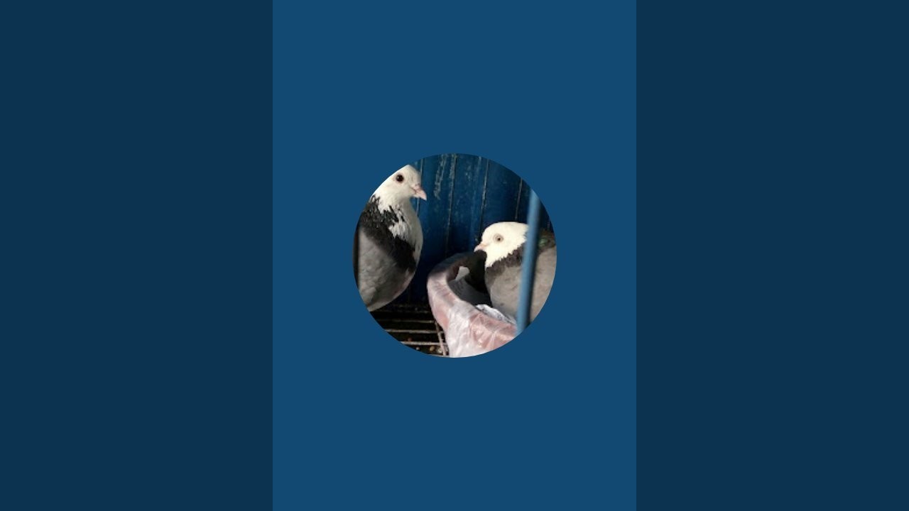 Pigeon Lover is live