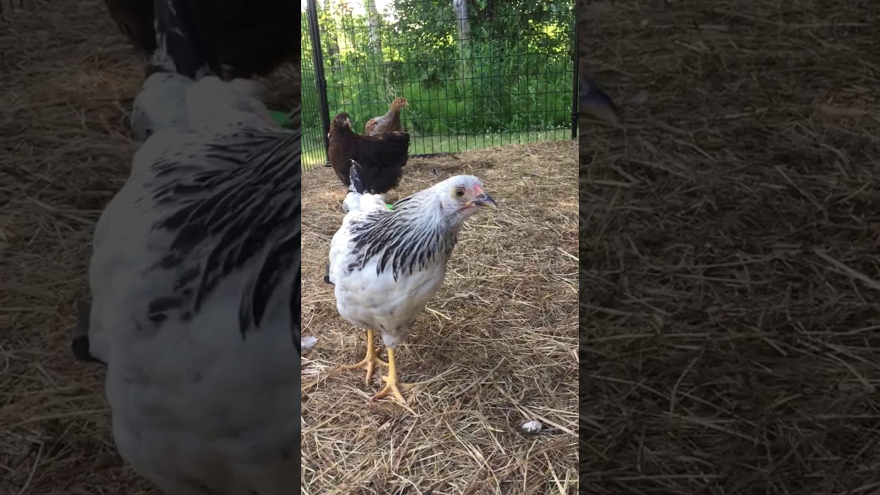 my chickens, Chisel, Magenta, and Sir Fluffy Feet - YouTube