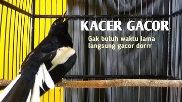 SUARA BURUNG Kacer langsung bunyi #youtube #kicaumanianusantara #burungkicau #suaramerdu