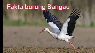 Burung Bangau | Fakta Unik Burung Bangau