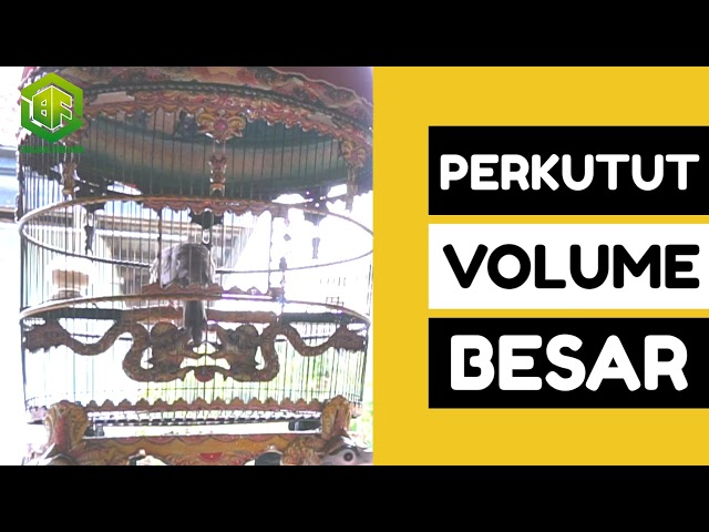 Suara Piyik Perkutut Volume Besar - SUTAJAYA BIRD FARM class=