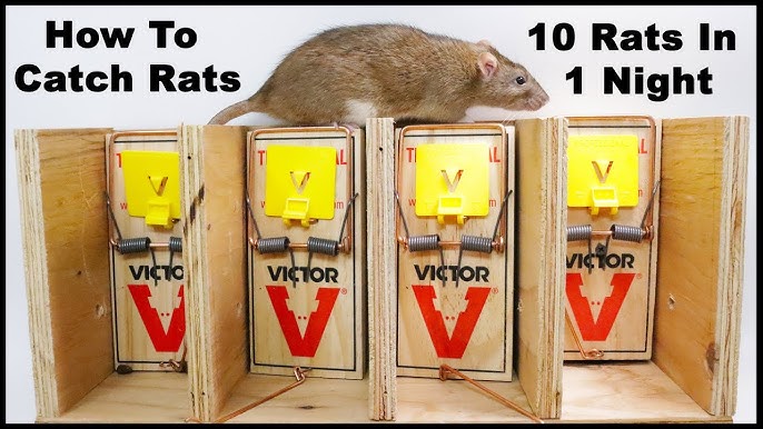 Athletic Mice Try To Avoid Getting Caught In This Simple Mouse Trap.  Mousetrap Monday 