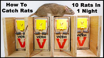 The Best Way To Trap Rats. The Ultimate Rat Trapping System. Mousetrap Monday