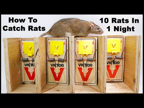 Videó: A legjobb patkánycsali: módszerek a rágcsálók kiirtására