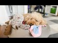 Surprising my dog with upgrades // f1b mini goldendoodle