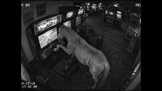 10 Weird Animals Caught on Security Cameras! 😱📹