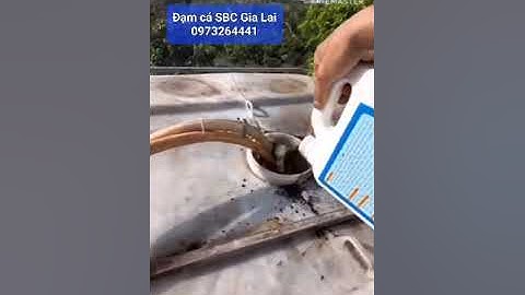 Tưới vườn sầu riêng, cà phê,... với Đạm cá SBC và Humic 05S bao 25kg.