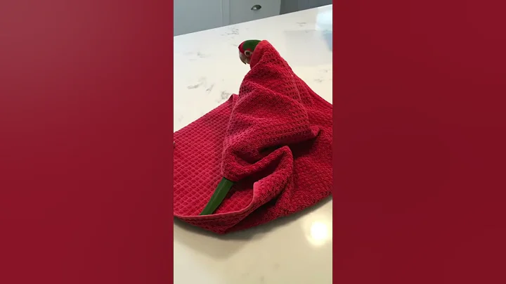 Funny Conure BUILDS A FORT!