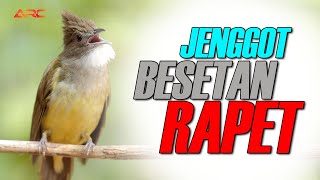 CUCAK JENGGOT GACOR BESETAN RAPET SUPER MEWAH