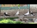 Тренировка полигонных голубей и чужой голубь!