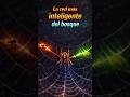 "LA RED MÁS INTELIGENTE DEL BOSQUE" #shorts #youtubeshorts #viral #curiosidades #animals