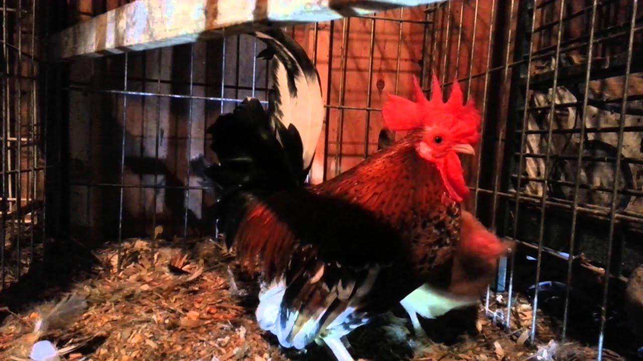 "Mojo" my Serama Rooster Crowing YouTube