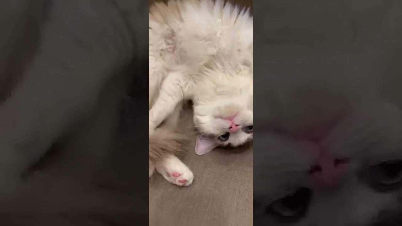 ラグドール】子猫ちゃんのリズミカルな伸びが気持ちよすぎる【音