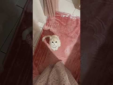 جمال الموجود بذكر الله  اناشيد 