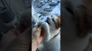 Amur cat Counter-Strike 2 #cs2 #counterstrike #amur