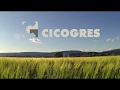 Olsom Cicogres — видео