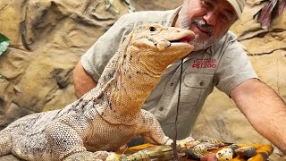 Giant 7 Foot Lizard Gets His Favorite Food😅