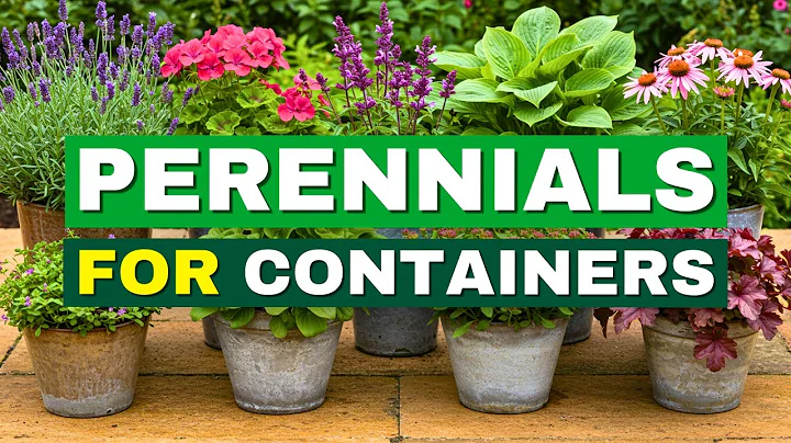 😍 Top 7 Easiest Perennials for Container Gardening | Low Effort, Big Impact! thumbnail