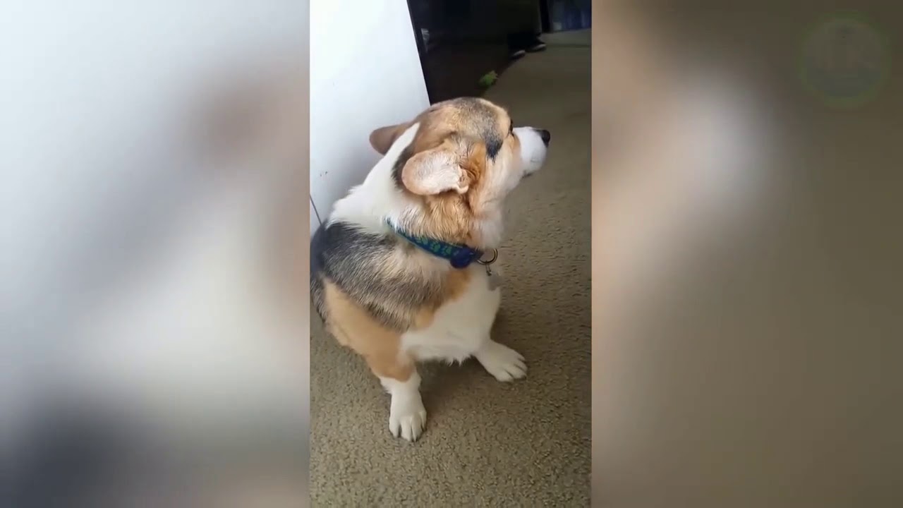 Really Funny Pets - YouTube