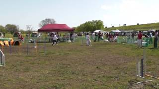 20160417 JKCアジリティ競技会⑭ 岐阜TR AG1 in平田