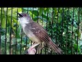 Masteran Burung Ciblek Bahan Manapun Pasti Nyaut Mp3 - Mp4 Download