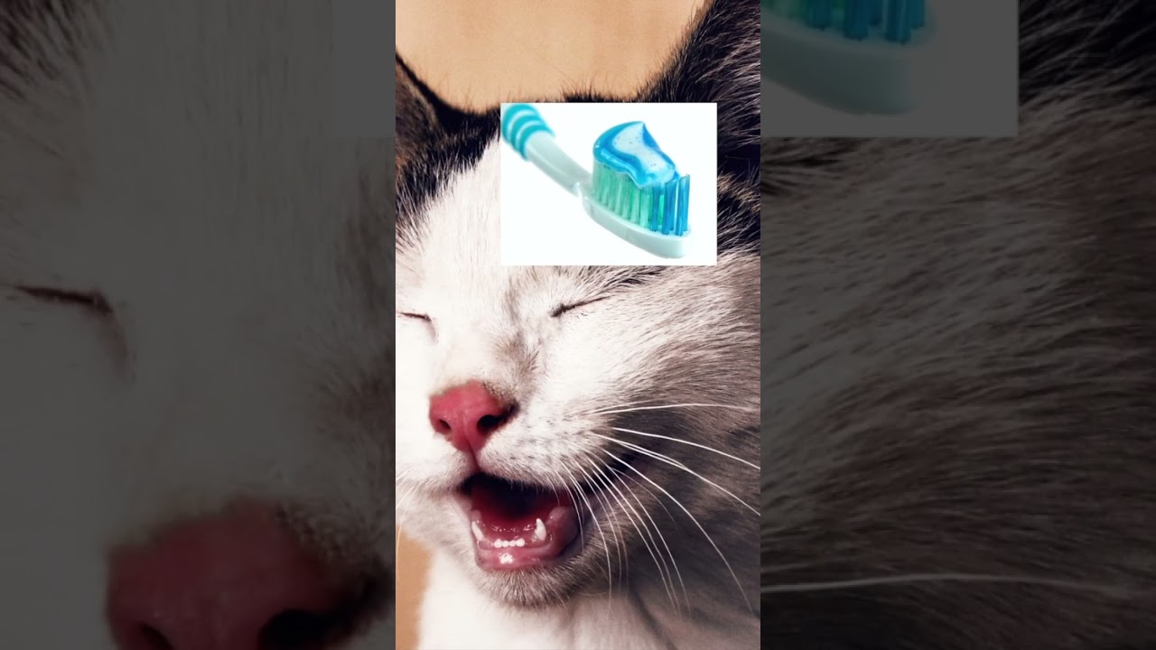 Cat toothpaste