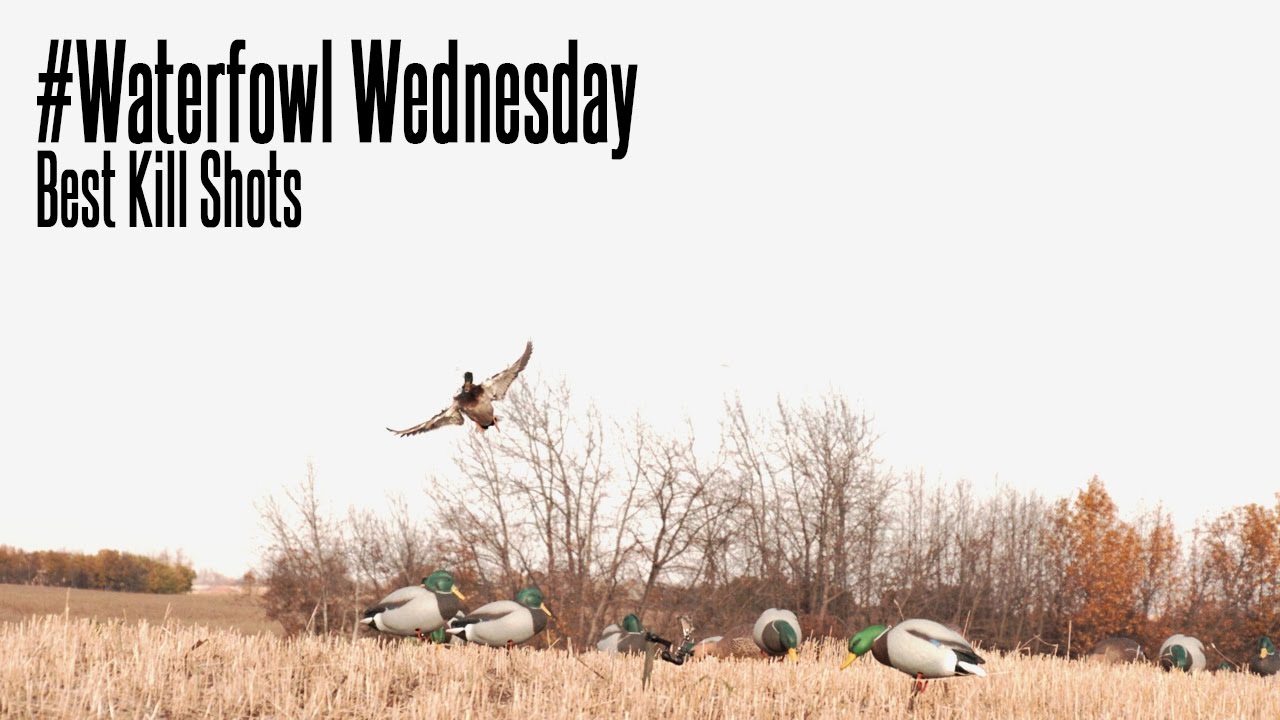 The Best Waterfowl Kill Shots Waterfowl Wednesday YouTube