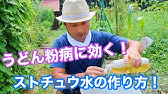 うどんこ病対策 重曹植物性オイルスプレーですぐ消える 無農薬で簡単に治す 概要欄に注意書きあり 効果が高い重曹水の作り方 対処 治療 エンドウ カボチャ キュウリ ウリ科 オリーブオイル Youtube