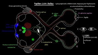 Pupillen-Licht-Reflex