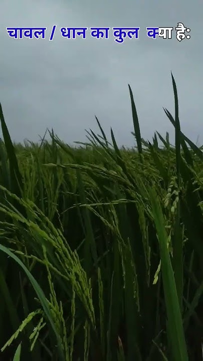 botanical-name-and-family-of-rice