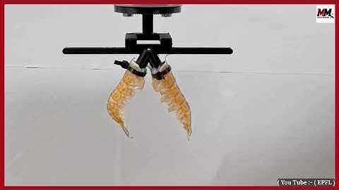 Biohybrid robots turn food waste into functional machines