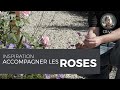 Inspiration  accompagner les roses avec isabelle