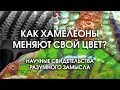 Как хамелеоны меняют цвет: техника и процесс. Научные свидетельства разумного замысла.