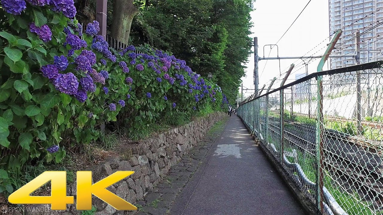 Walking Through Asukayama Hydrangea Road Tokyo Long Take 東京 飛鳥山公園 紫陽花 4k Youtube