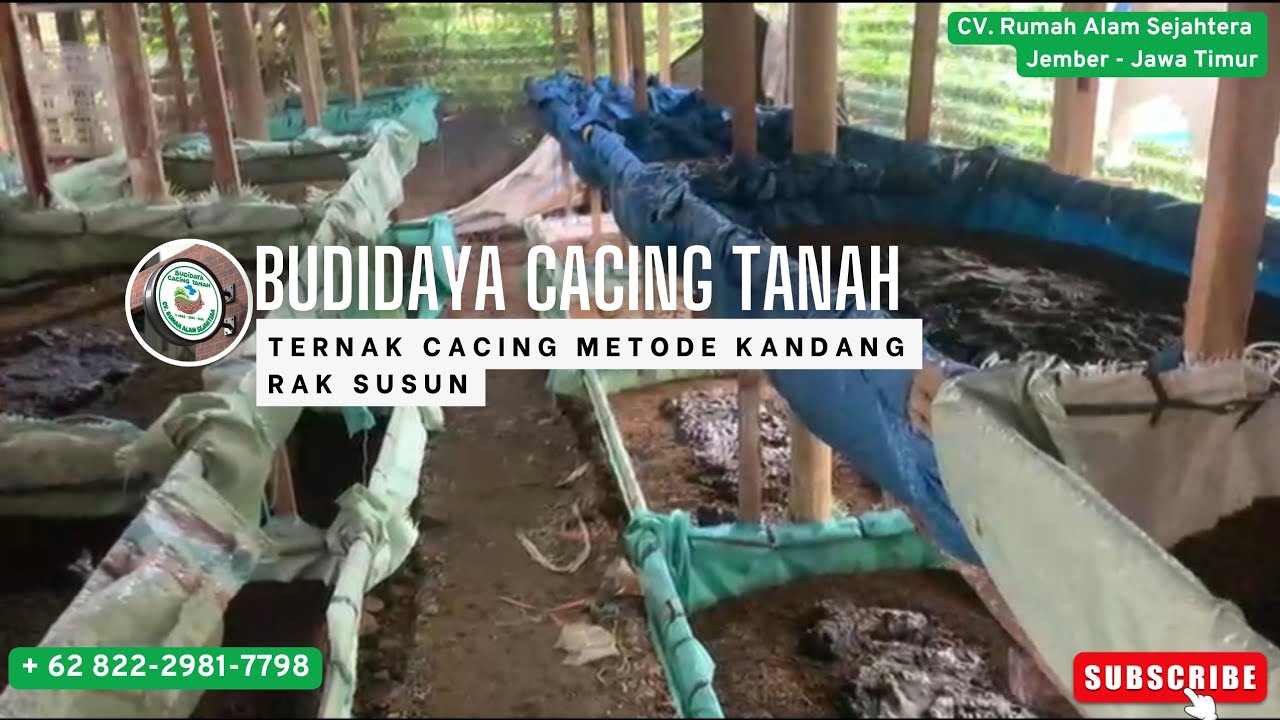 Review Budidaya Cacing Tanah Menggunakan Rak Susun #ternakcacing #budidayacacingtanah #fyp 